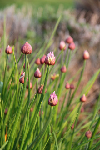 spring chives