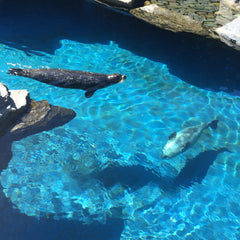 Mystic Aquarium Seal Tank, part of the rehabilitation project