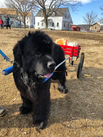 Cash the Newfoundland at the Mystic Seaport