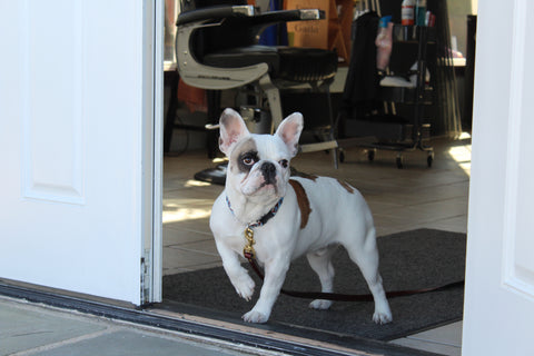 This cute French Bulldog was hard at work at Waynes Barber Shop