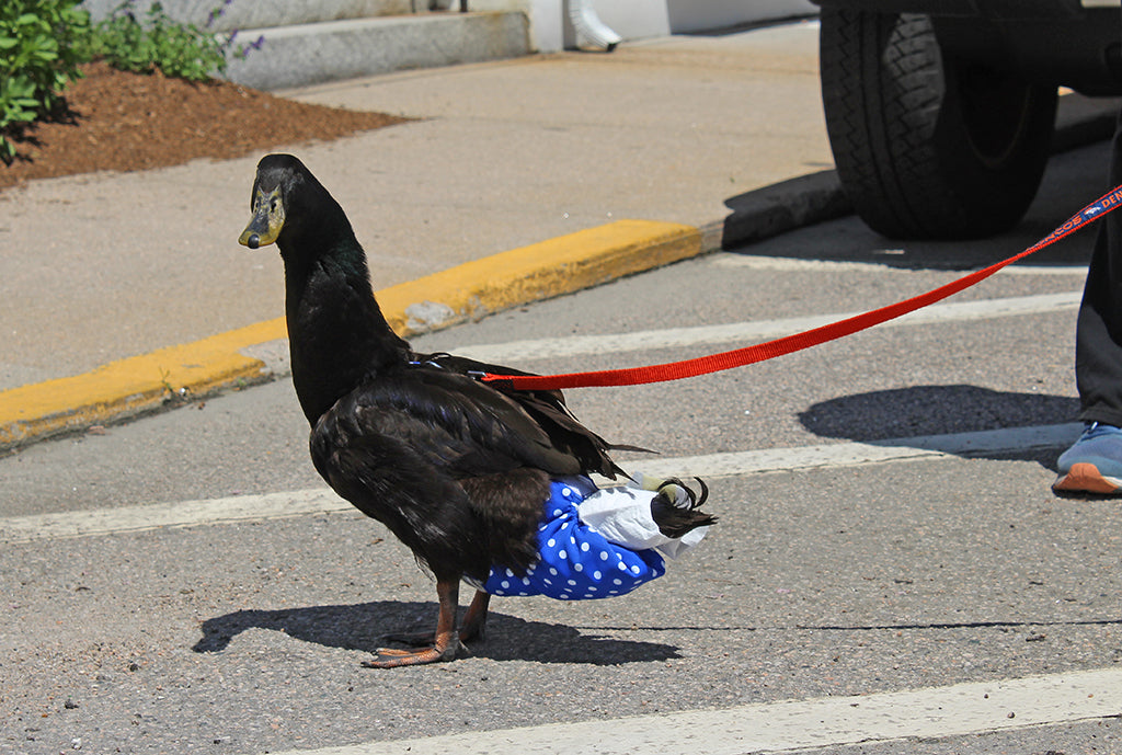 Elway the duck visits Mystic CT