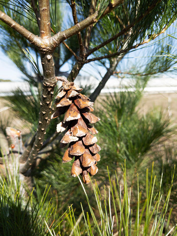pine cone mystic knotwork