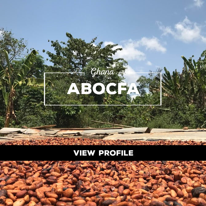 Taza Chocolate Sourcing Partner: ABOCFA Partner Profile, Ghana
