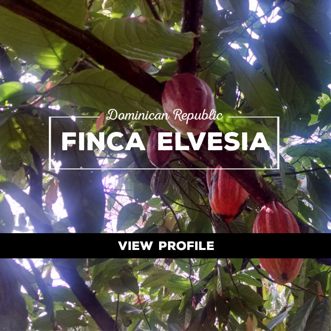 Taza Chocolate Sourcing Partner: Finca Elvesia Partner Profile, Dominican Republic