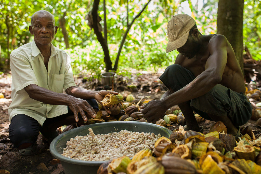 Farmers in Haiti harvest cacao