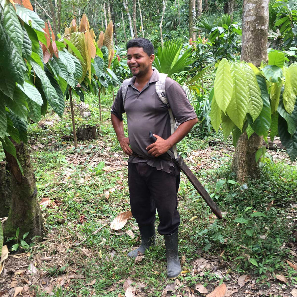 Our export partner in Belize, Maya Mountain Cacao, has planted a demonstration farm to teach local producers good agricultural practices. Ermain is the farm manager