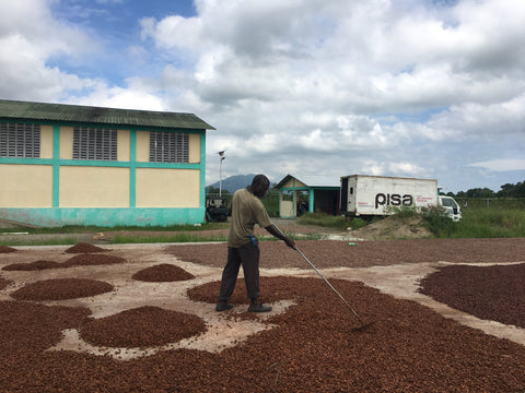 PISA's staff rakes cocoa to ensure an even, consistent drying of the beans