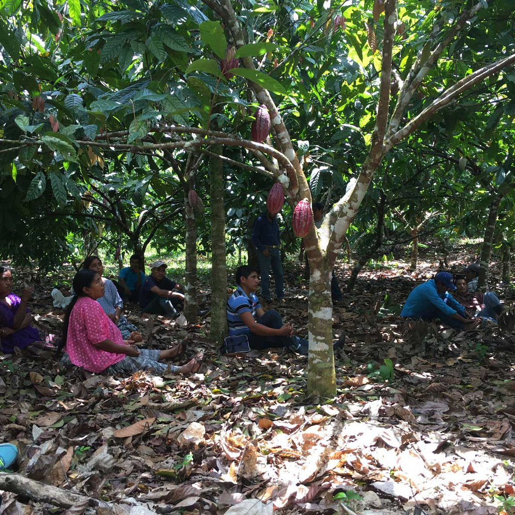 Farmers gather among the cacao trees to discuss issues facing their cooperative, including whether or not to become organic certified