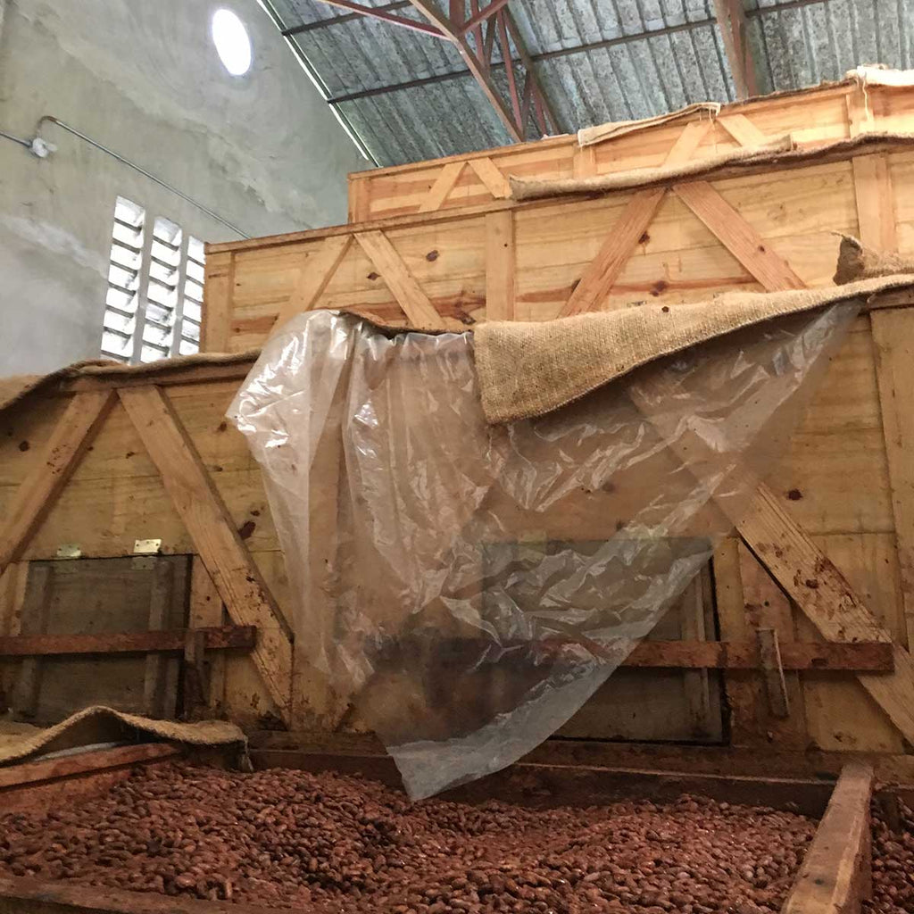 Cacao fermenting in wooden boxes. The fermentation process releases the beans' unique flavors. Without it, chocolate tastes bitter and astringent