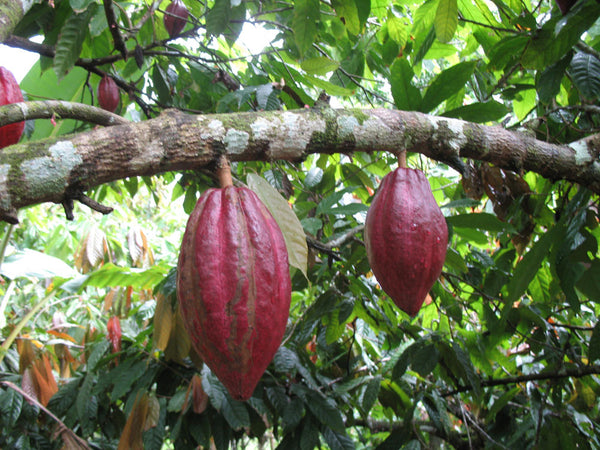 Beantown Spring Break at the Taza Chocolate Factory | Image: Cacao Pods