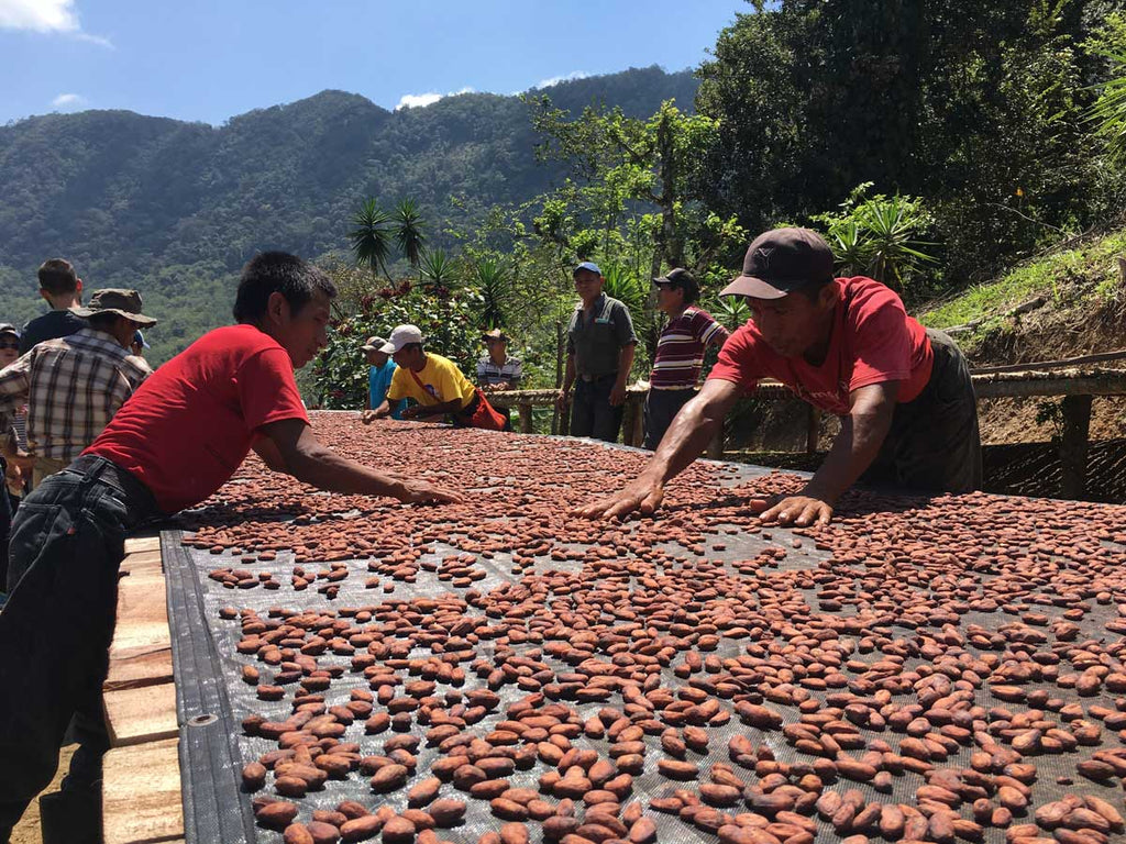Snapshots From Sourcing Season: Guatemala | Farmers turn the beans by hand to make they get a full and even drying in the bright Guatemalan sun.