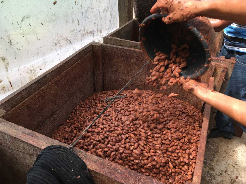 In this box, the harvested cacao beans heat up and ferment, releasing flavors like red fruit, caramel and nuttiness that reflect the unique terroir of the region.