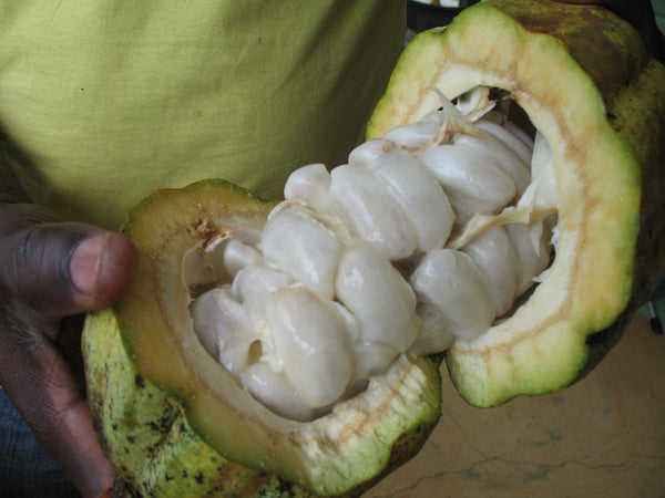 Beantown Spring Break at the Taza Chocolate Factory | Image: Opened Cacao Pod