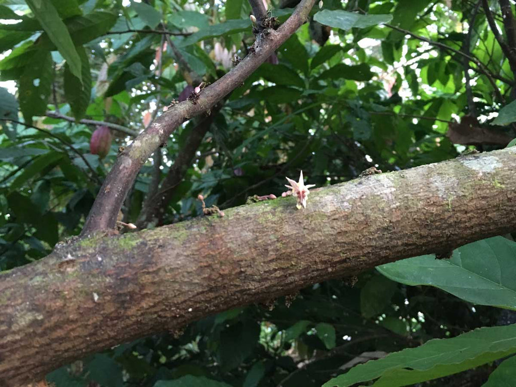 When pollinated, this tiny flower will turn into a cacao pod!