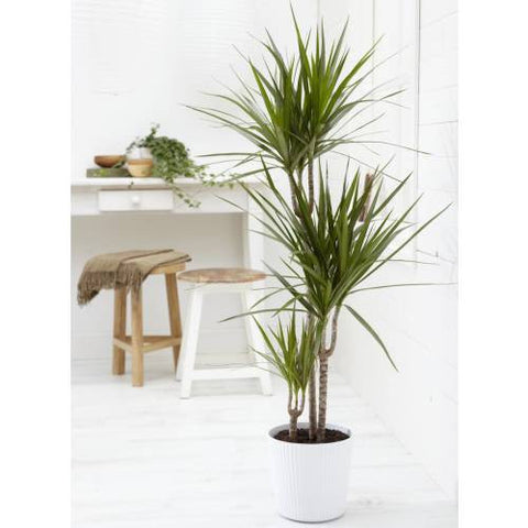 Dracaena