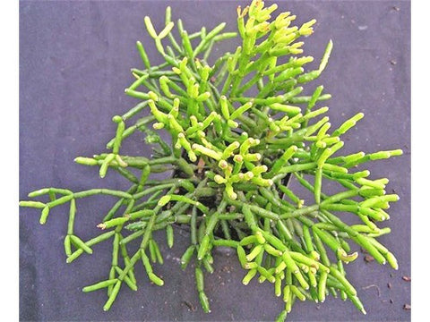 Rhipsalis