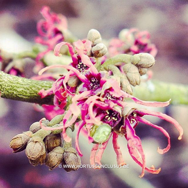 Hamamelis x intermedia 'Antoine Kort'