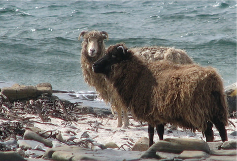 Les moutons de l'île de North Ronaldsay