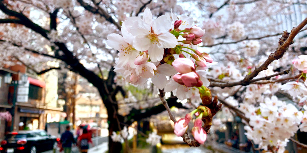 sakura, cherry blossom, kyoto, spring