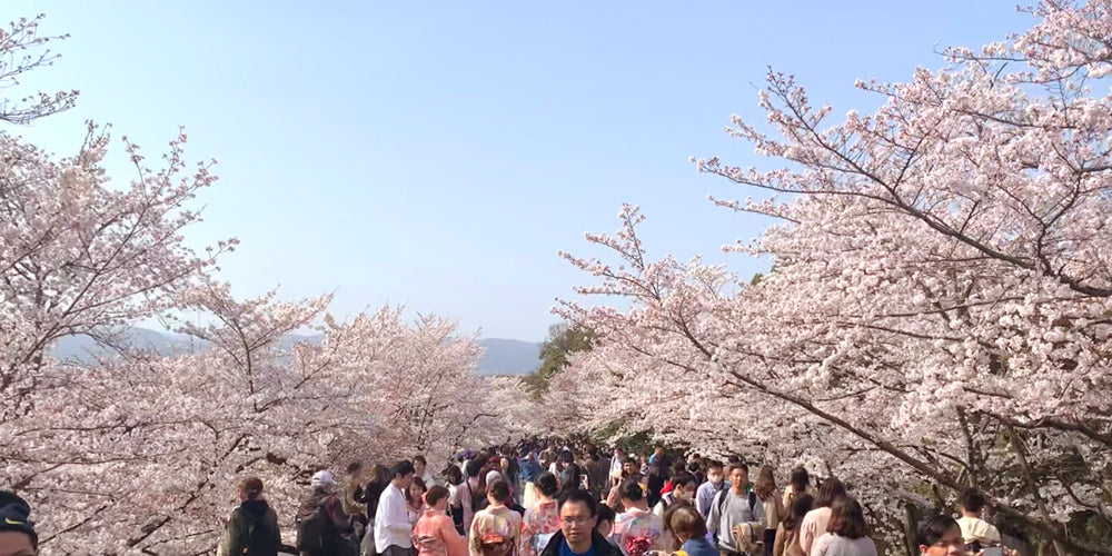 sakura, cherry blossom. kyoto