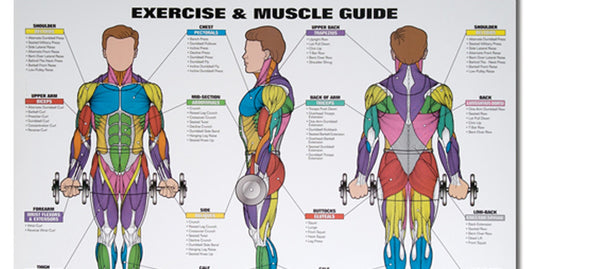 Back Muscle Diagram Female - Female Shoulder Muscles Diagram : Female