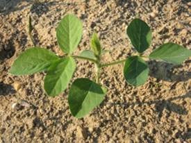 V2 soybean plant