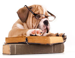 dog studying