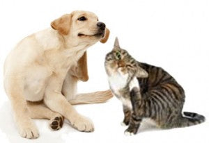 cat and dog scratching