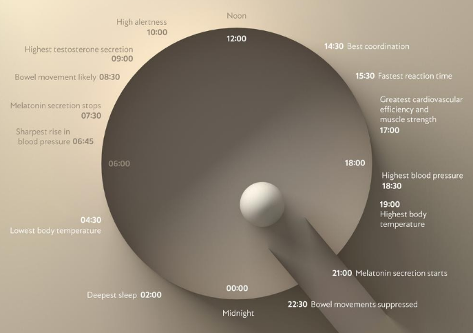 Everything You Need to Know About Circadian Rhythm – Lumity US