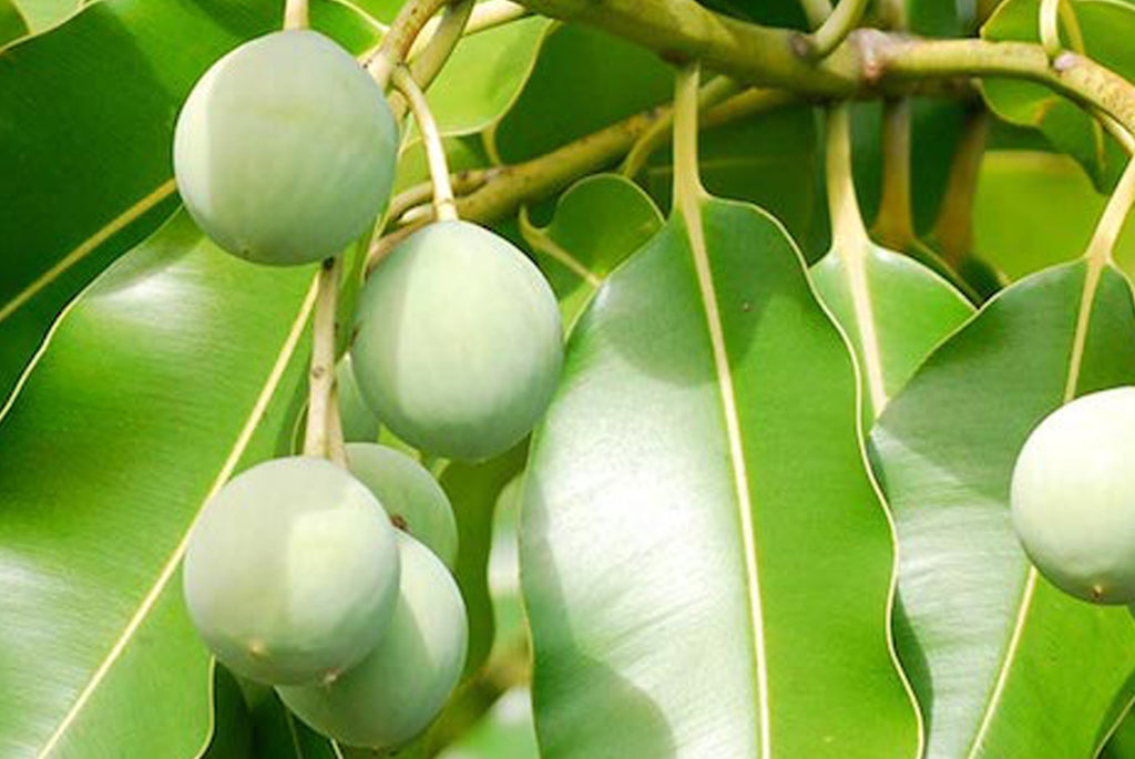 Tamanu Tree Fruit