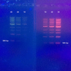 Amid Biosciences' ZicherRed comparison with SYBR(R) Safe DNA Stain