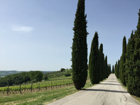 Cypress trees in Italian countryside