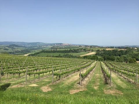 Vineyards in umbrian countryside. italy travel