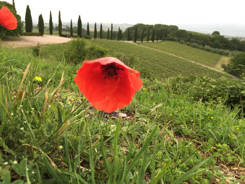 poppy in tuscan countryside umbria italy travel