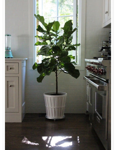 adding life to kitchen with indoor plant. 