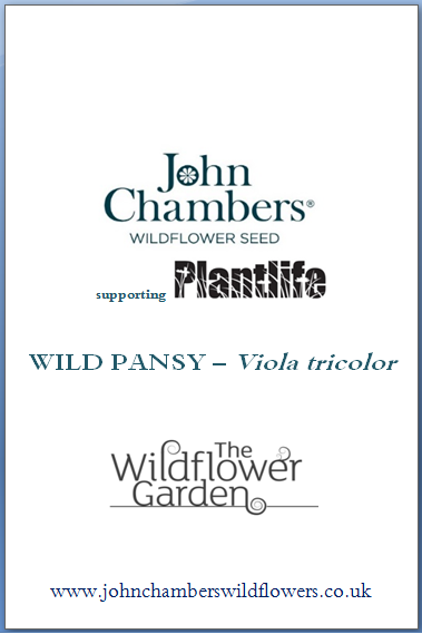 Wild Pansy Viola Tricolor Plantlife Shop