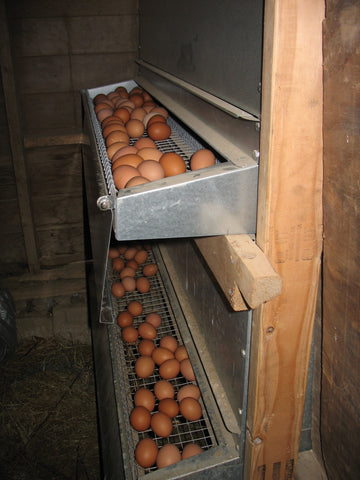 Eggs in roll out nest box