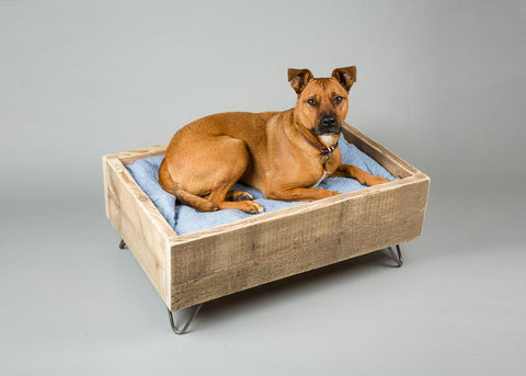 Dog in raised dog bed