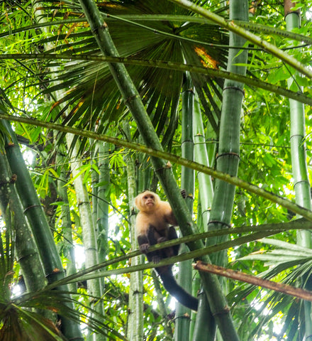 10 Reasons Costa Rica will make you happy Monkey 