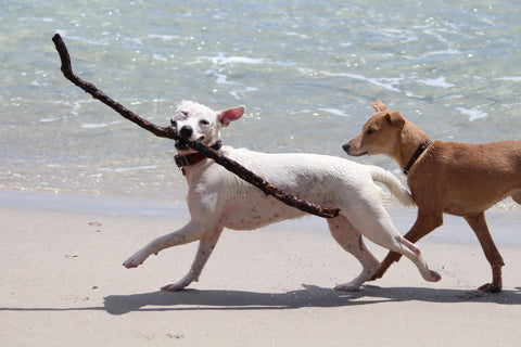 dog playing on beach dogbeach sunny cove california