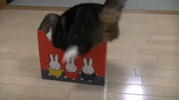 cat fits in box
