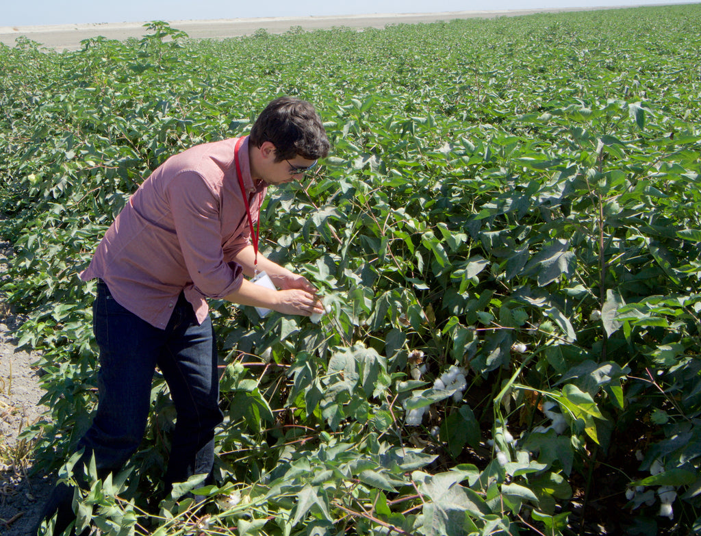 Founder inspects the Supima cotton farm 