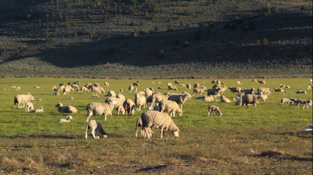 Happy Sheep for our Wool Duvet Inserts