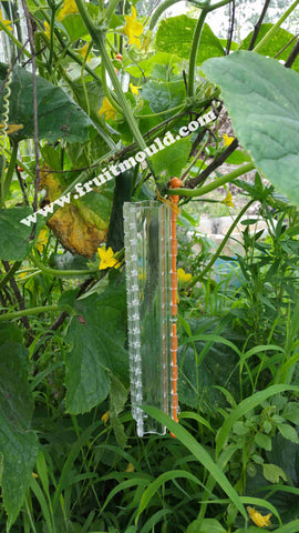 star shape cucumber mold growing before
