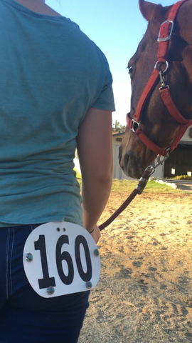 Horse Show Magnetic number pins 
