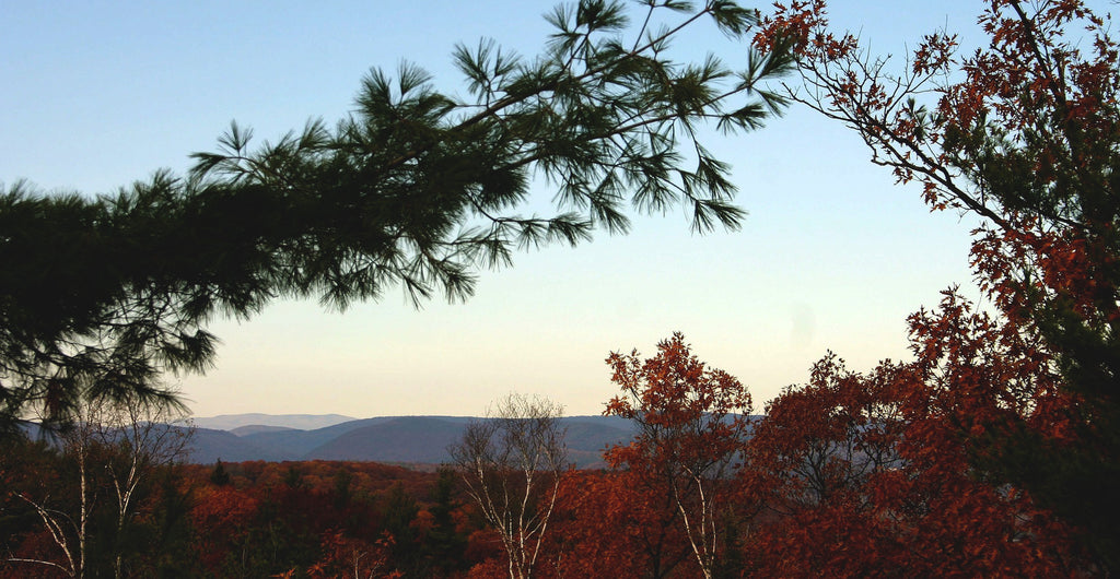 Mount Elmore State Park Fall Foliage