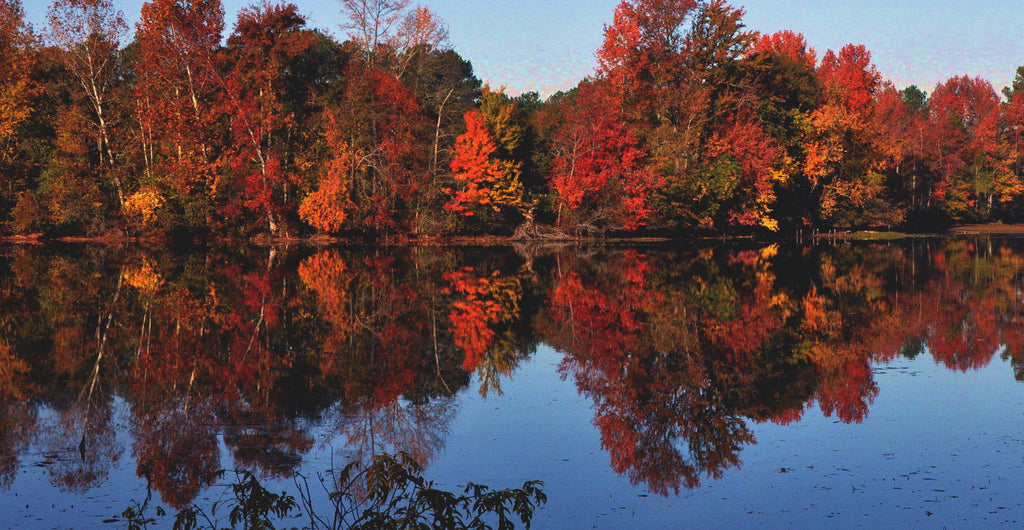 Sterling Pond Trail Fall Foliage