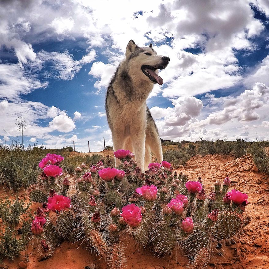 Loki the Wolfdog in a Flowery Desert - GoWorx Blog