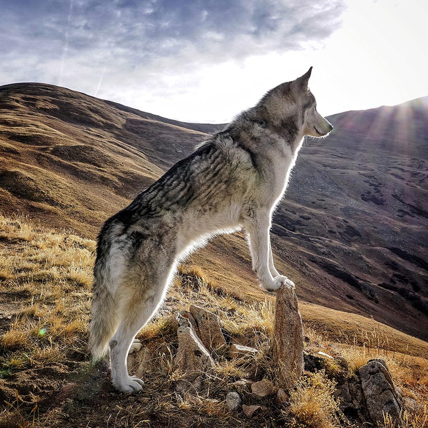 Loki the Wolfdog standing on Mountain