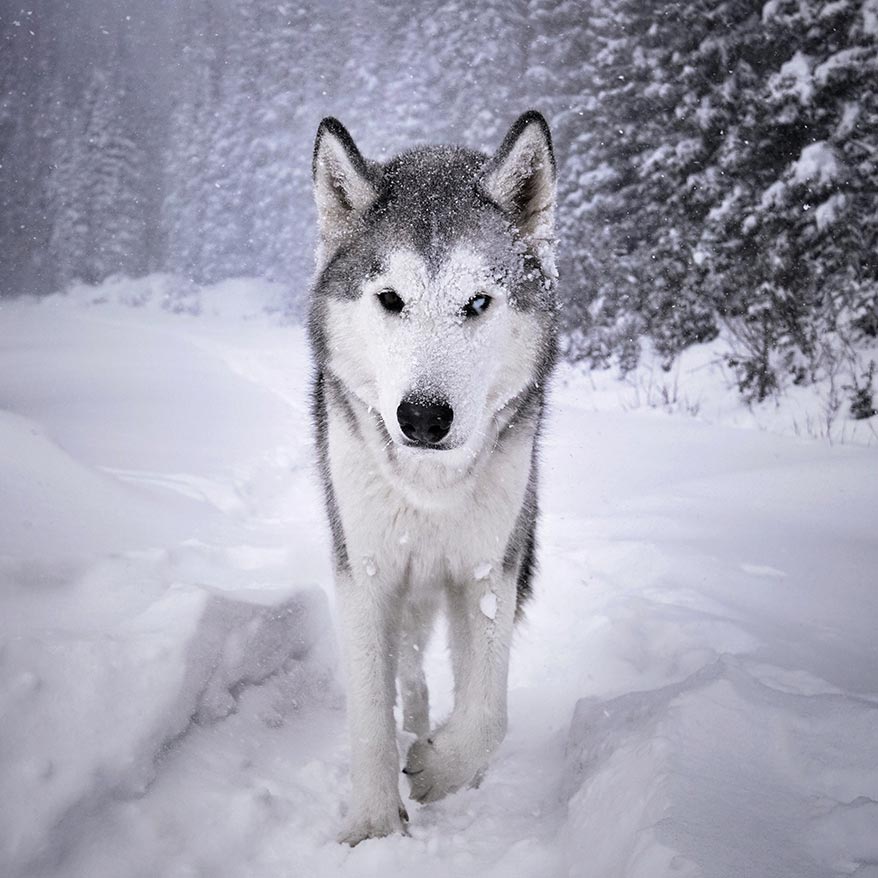 Loki the Wolfdog walking through snow - GoWorx Blog